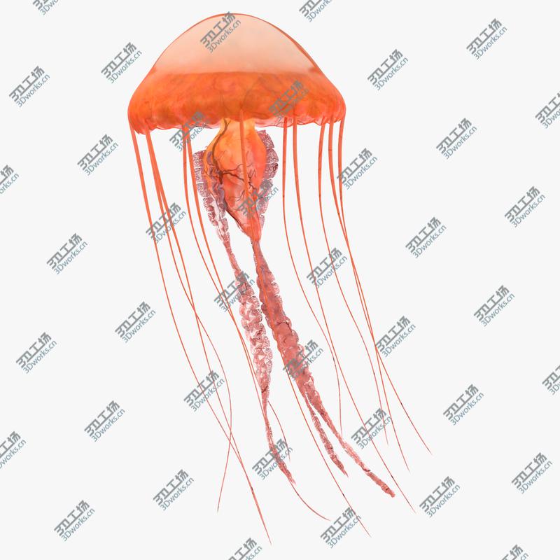 images/goods_img/2021040234/Jellyfish 01/1.jpg
